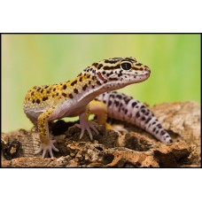 Gecko leopardo puro 100% Eublepharis macularius macularius